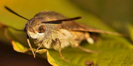 Hummingbird Hawk-moth Macroglossum stellatarum