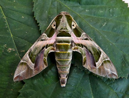 Oleander Hawk-moth Daphnis nerii