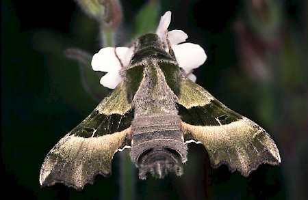 Willowherb Hawk-moth Proserpinus proserpina