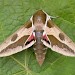 Adult • St Margaret's at Cliffe, Kent • © Tony Morris