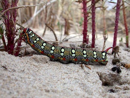 Spurge Hawk-moth Hyles euphorbiae