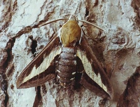 Bedstraw Hawk-moth Hyles gallii