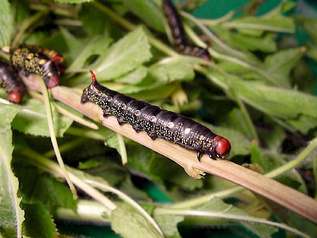 Bedstraw Hawk-moth Hyles gallii