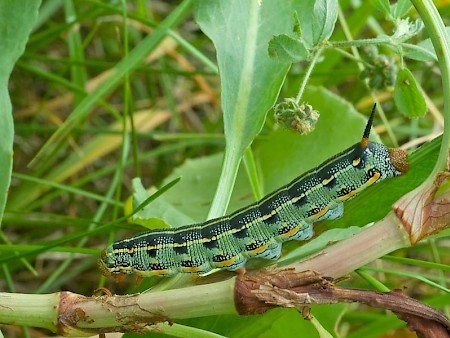 White-lined Hawk-moth Hyles lineata