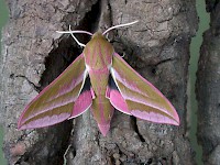 Elephant Hawk-moth