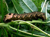 Elephant Hawk-moth Caterpillar