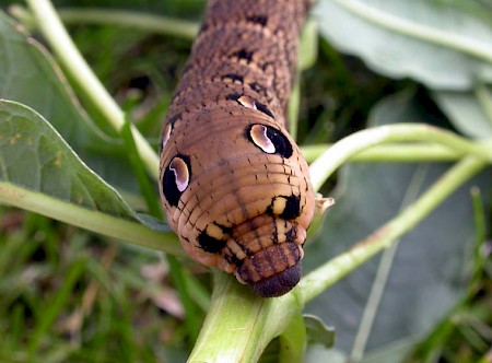 Elephant Hawk-moth Deilephila elpenor