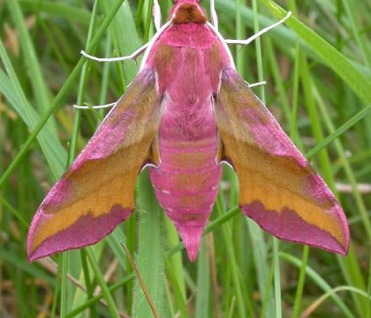 Adult &bull; Bedfordshire &bull; &copy; Andy Banthorpe