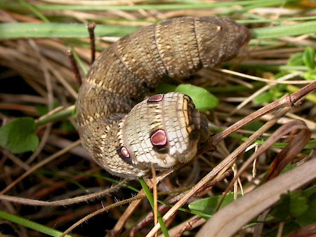 Small Elephant Hawk-moth Deilephila porcellus