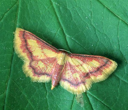 Adult &bull; Dordogne, France &bull; &copy; Ian Kimber