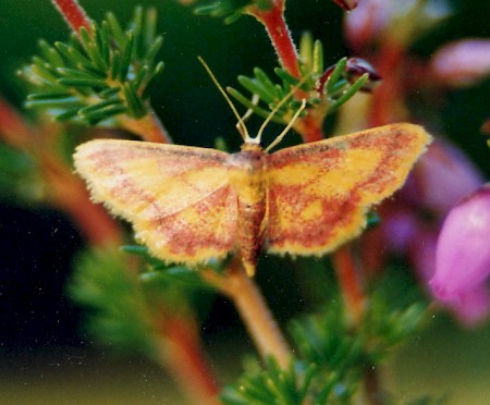 Purple-bordered Gold Idaea muricata