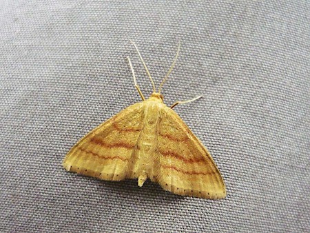 Bright Wave Idaea ochrata