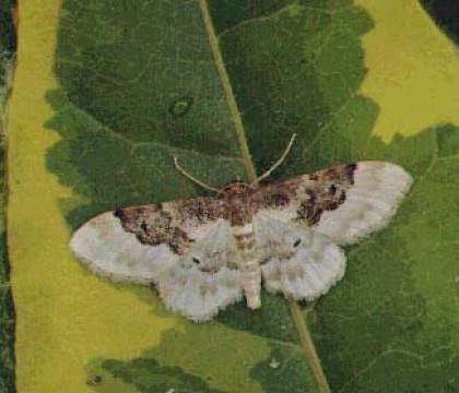 Adult &bull; Weymouth, Dorset &bull; &copy; Paul Harris