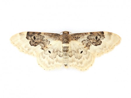 Least Carpet Idaea rusticata