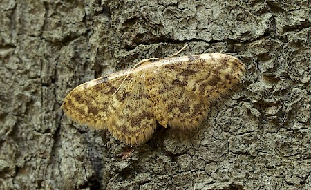 Rusty Wave Idaea inquinata