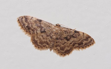 Rusty Wave Idaea inquinata