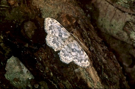 Rusty Wave Idaea inquinata