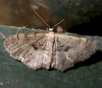 Adult &bull; Valkenswaard, the Netherlands &bull; &copy; Roel Verbraak