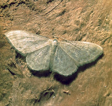 Silky Wave Idaea dilutaria