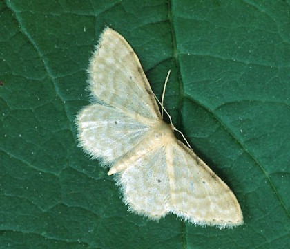 Adult &bull; Dordogne, France &bull; &copy; Ian Kimber