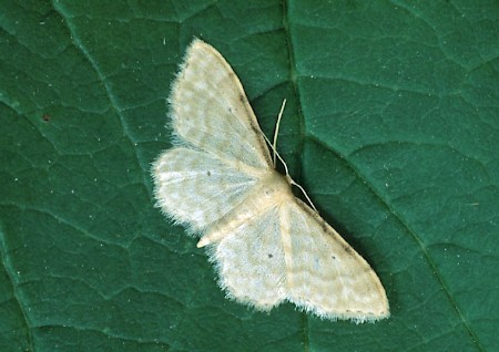 Dwarf Cream Wave Idaea fuscovenosa