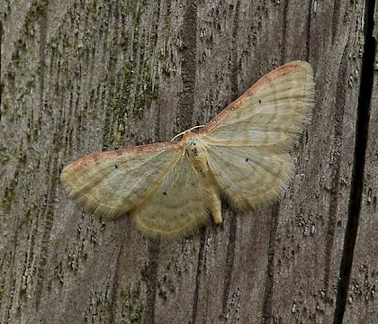 Adult &bull; Torgny, Luxembourg, Belgium &bull; &copy; Chris Steeman