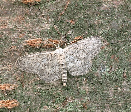 Adult &bull; Dorset &bull; &copy; Paul Harris