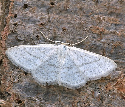 Adult &bull; Dorset &bull; &copy; Paul Harris