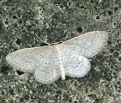 Adult &bull; Dorset &bull; &copy; Paul Harris