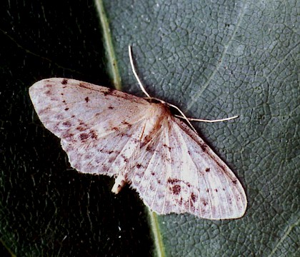 Adult &bull; Bere Alston, Devon &bull; &copy; Ian Kimber