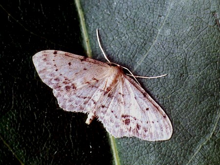 Single-dotted Wave Idaea dimidiata