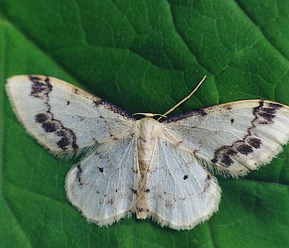 Adult &bull; Grays, Essex &bull; &copy; Ian Kimber