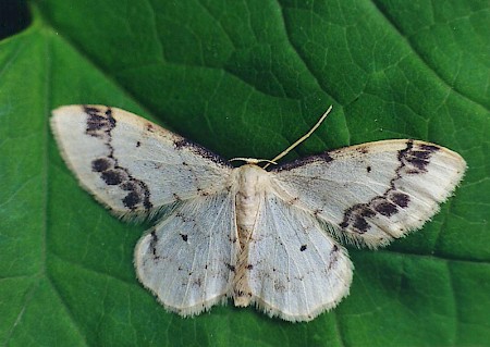 Treble Brown Spot Idaea trigeminata