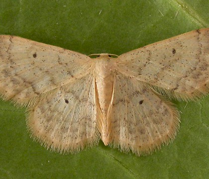 Adult &bull; Chorlton, Greater Manchester &bull; &copy; Ben Smart