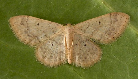 Small Fan-footed Wave Idaea biselata