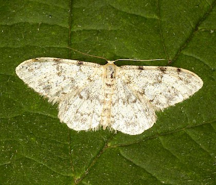 Adult &bull; Lake Vyrnwy, Powys, Wales &bull; &copy; Dave Chesmore