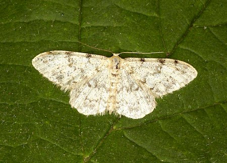 Weaver's Wave Idaea contiguaria