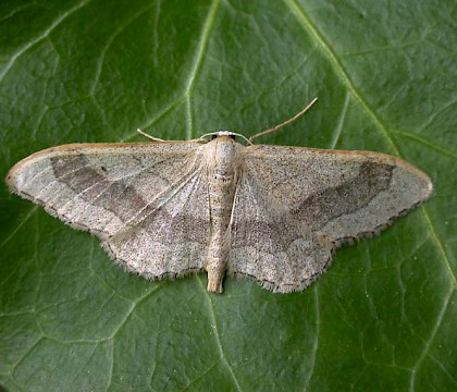 Typical form &bull; Littleborough Lancs &bull; &copy; Ian Kimber