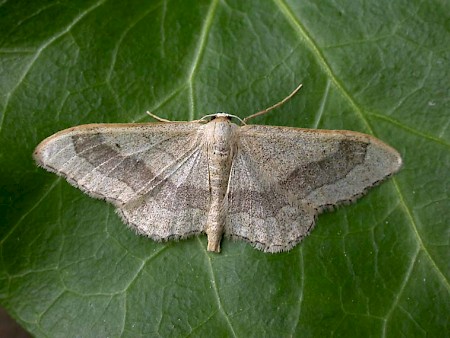 Riband Wave Idaea aversata