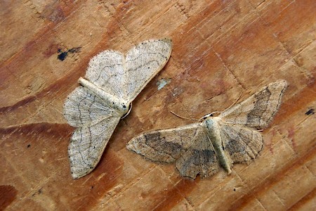 Riband Wave Idaea aversata