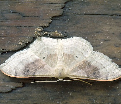 Adult &bull; Boise Penchot, Southern France &bull; &copy; Rob Petley-Jones