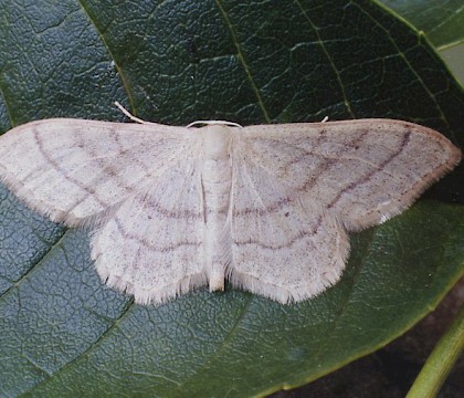 Adult &bull; Littleborough, Lancashire &bull; &copy; Ian Kimber