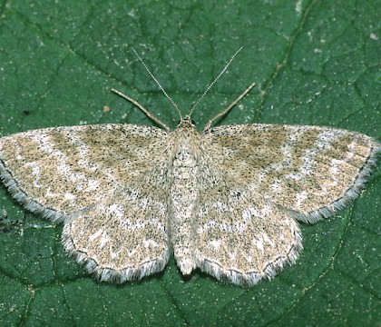 Adult &bull; Poland &bull; &copy; David Green/Butterfly Conservation