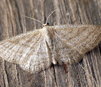 Adult &bull; Moravske Toplice, Slovenia &bull; &copy; Ben Sale