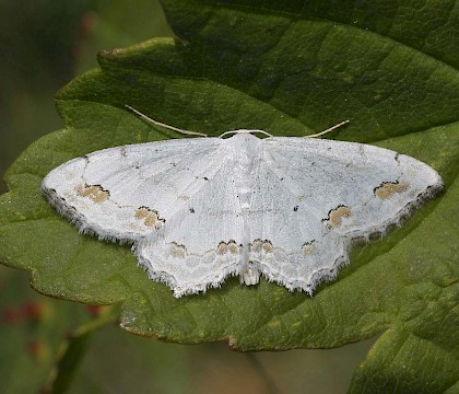 Adult &bull; Surrey &bull; &copy; Tristan Bantock