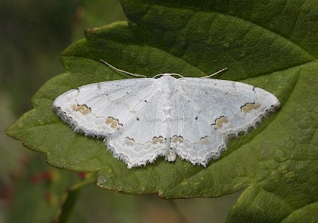 Lace Border Scopula ornata