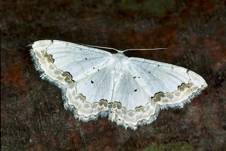 Lace Border Scopula ornata