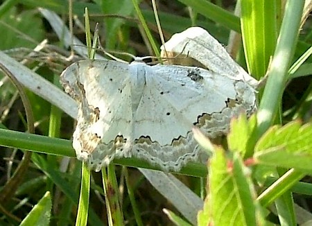 Lace Border Scopula ornata