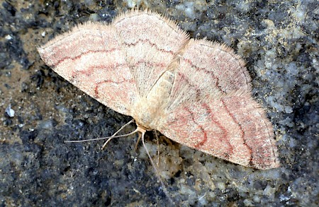 Tawny Wave Scopula rubiginata