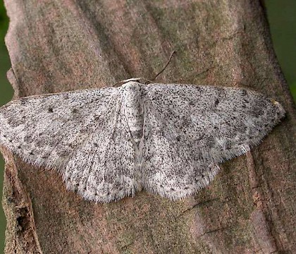 Adult &bull; Lleyn, Caerns. &bull; &copy; Ian Kimber